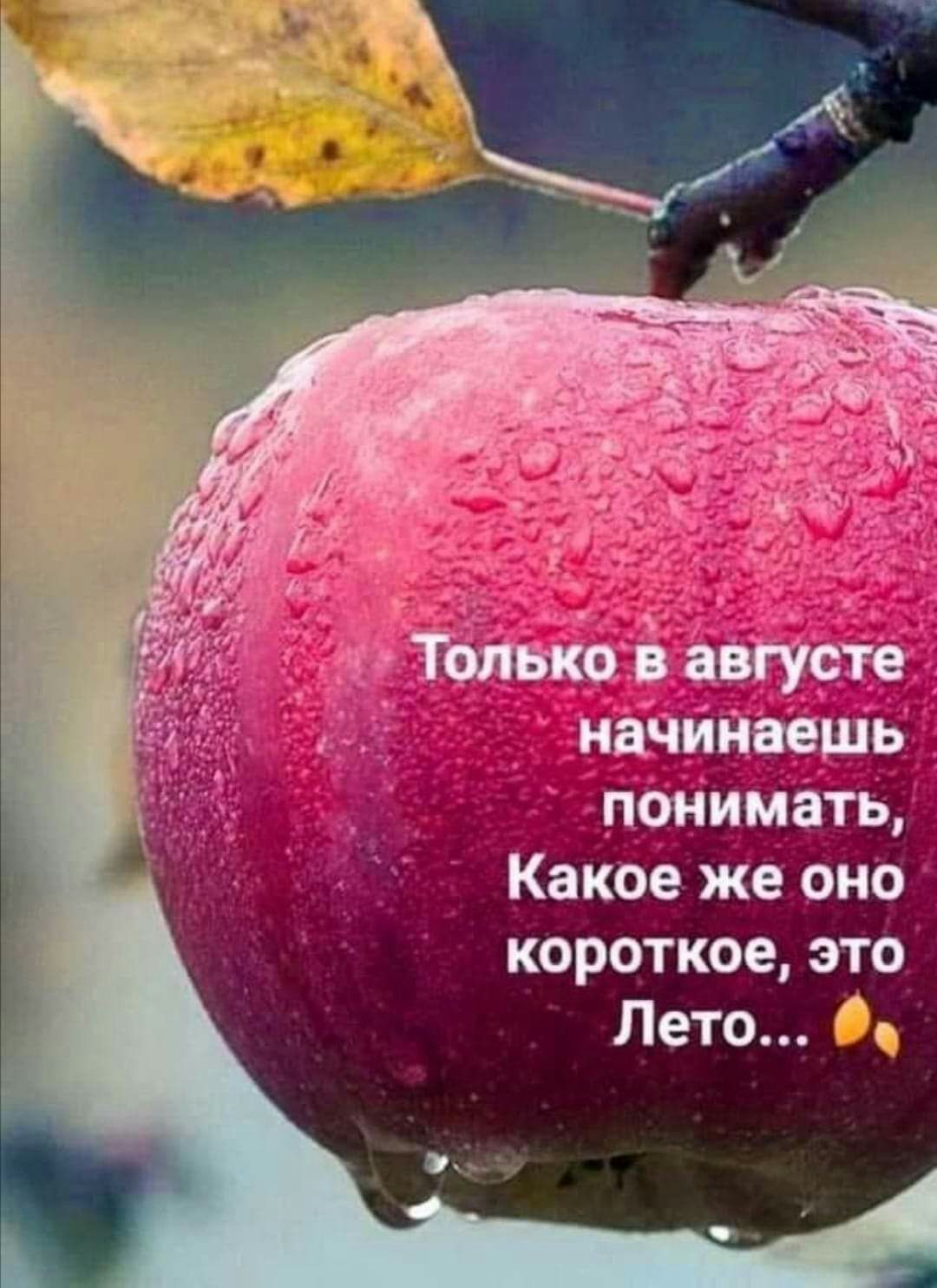 короткое это Лето О