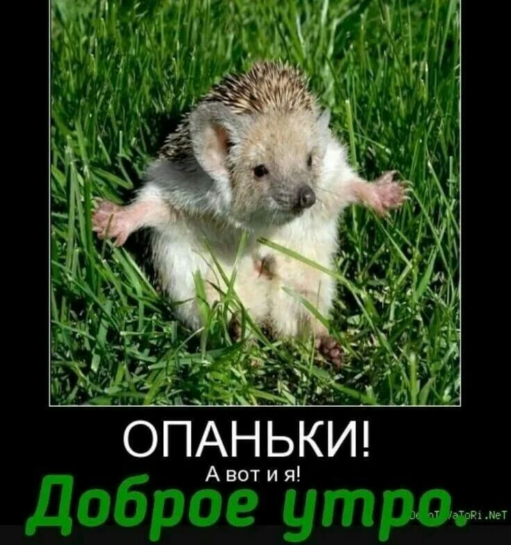 опАНькид Авот и я _ тТ 375 ПЕТ