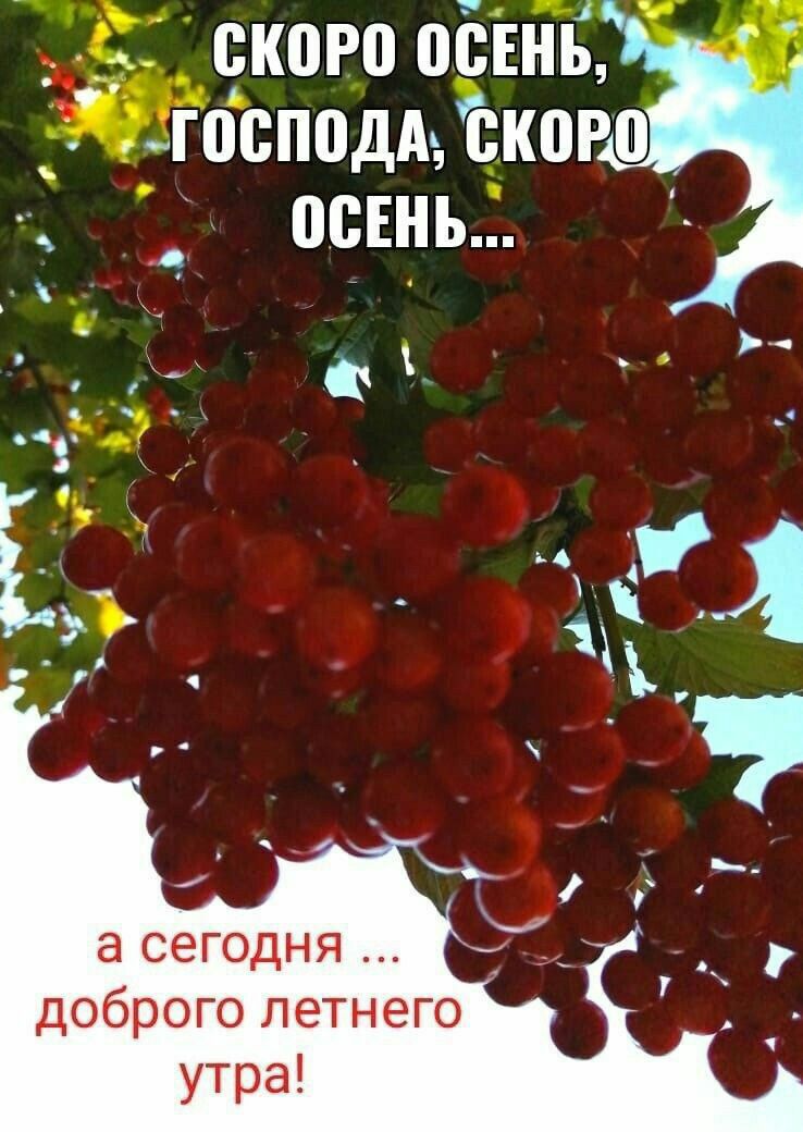 _ кого общий д лесном скоро _ ВВЕНЬ _ _ __ доброго летнего утра
