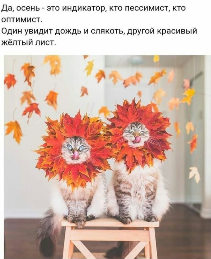 Да осень ЭТО индикатор КТО ПЭССИМИСТ КТО ОПТИМИСТ Один увидит дождь и слякоть другой красивый жёлтый лист