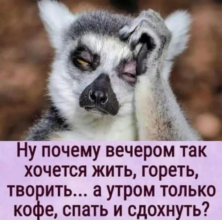 ч Ну почему вечером так хочется жить гореть тво ить а утром только ко е спать и сдохнуть