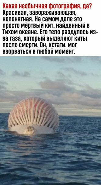 н_ 1 Красивая завораживающая иепоиятиая На самом деле это просто мертвый кит найденный в Тихом океане Его тело раздупось из за газа который выделят киты после смерти он кпати мог взорваіьвя в любой момент