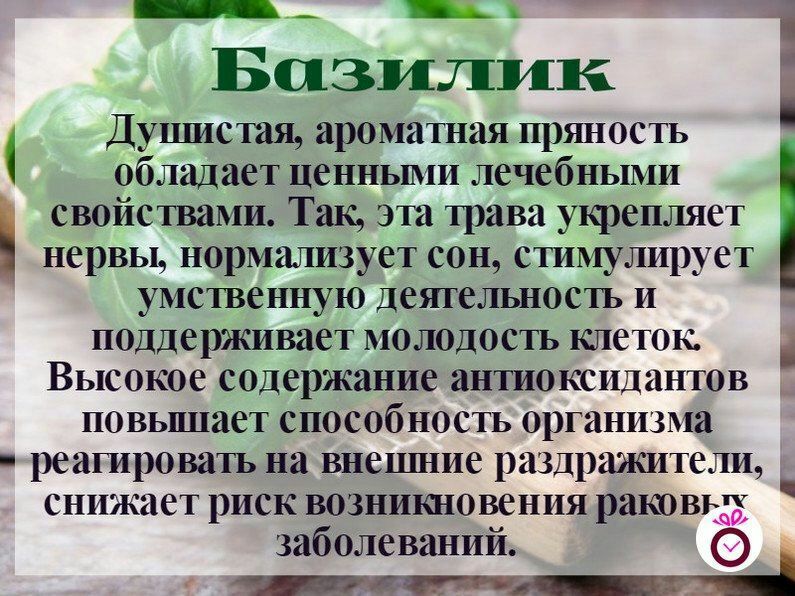 __ _ Базилик Душистая ароматная пряность обладает ЦСННЬЦМИ лечебными свойствами Так эта трава укрепляет нервы нормализует сон стимулирует умственную деятельность и поддерживает молодость клеток Высокое содержание антиоксидантов повьпнает способ ность организма реагировать на внешние раздражители снижает риск возникновения раков заболеваний