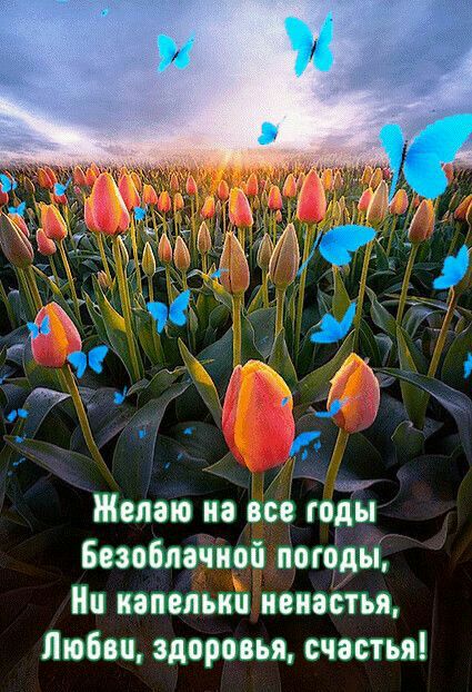 Желаю на все та Безоблачиой погоды На капельки ненастья Любви здоровья счастья