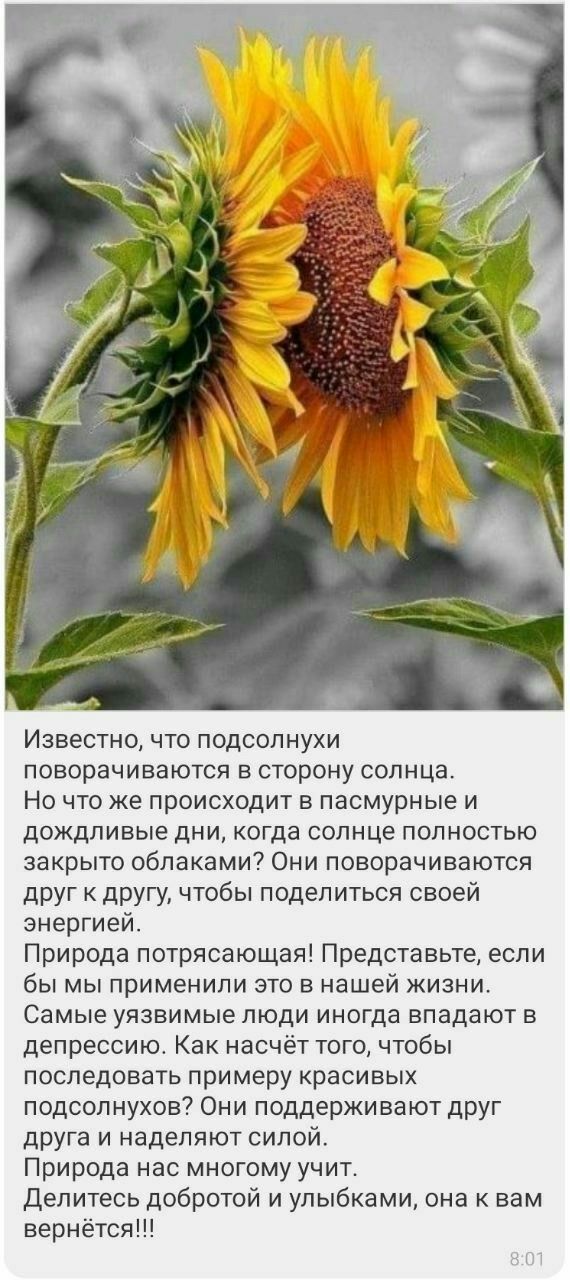 Известно что подсолнухи поворачиваются в сторону солнца Но что же происходит в пасмурные и дождливые дни когда солнце полностью закрыто облаками Они поворачиваются друг к другу чтобы поделиться своей энергией Природа потрясающая Представьте если бы мы применили это в нашей жизни Самые уязвимые люди иногда впадают в депрессию Как насчёт того чтобы последовать примеру красивых подсолнухов Они поддер