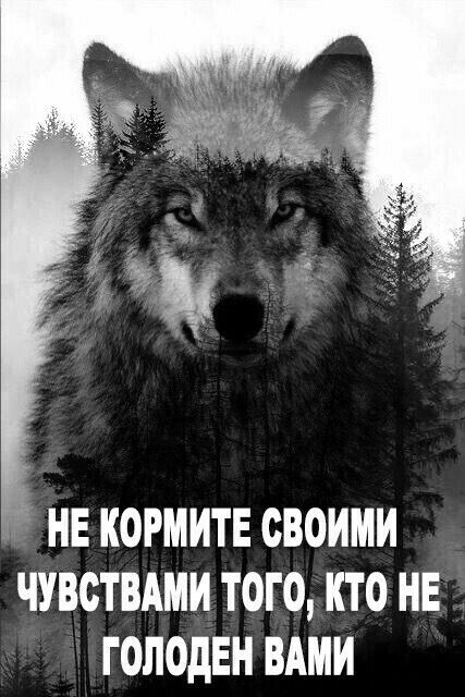 НЕ КОРМИТЕ СВОИМИ ЧУВСТВАМИ ТОГО КТО НЕ ГОЛОдЕН ВАМИ