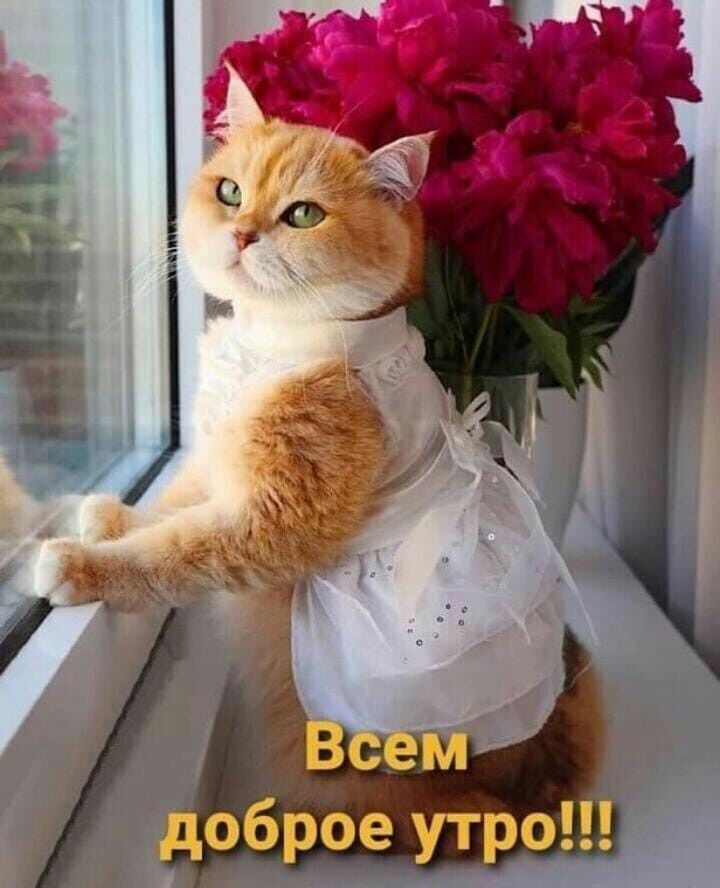 обррё утро