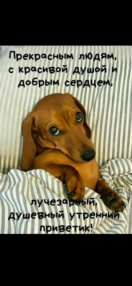 Прекрасным меди с красивой душой и добрым сердцем душевный утренн _ приветик