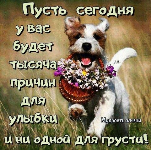 дрпстьйизми