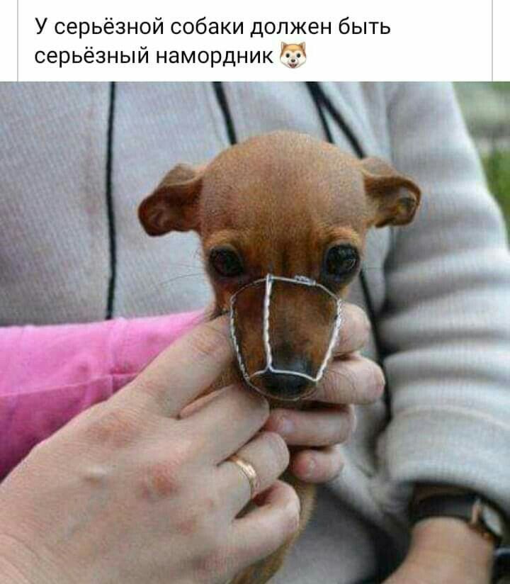 У серьёзной собаки должен быть серьёзный намордник і