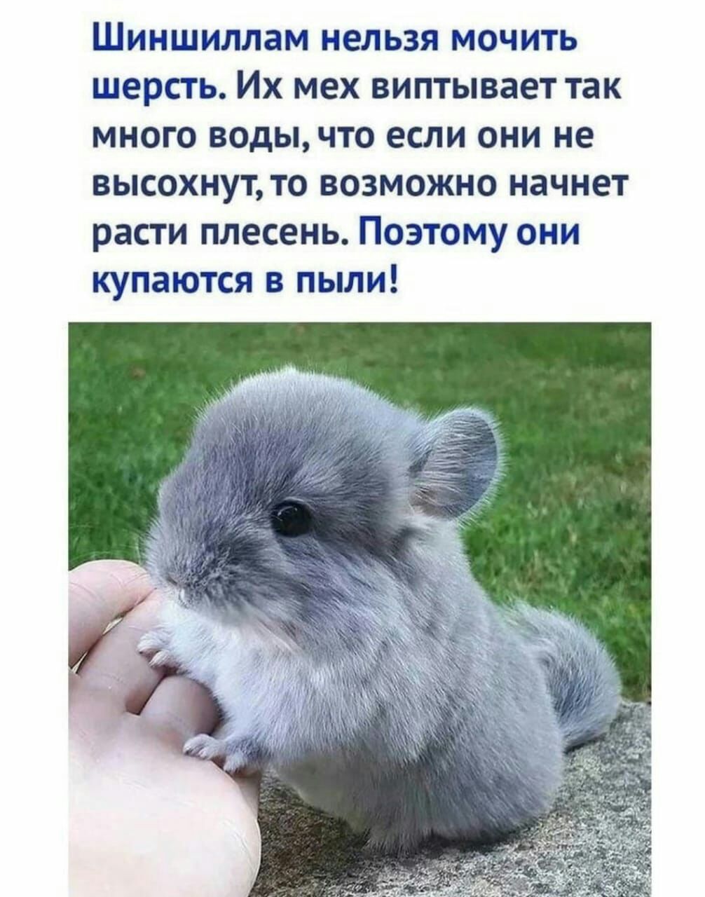 Шиншиллам нельзя мочить шерсть Их мех виптывает так много водычто если они не высохнут то возможно начнет расти плесень Поэтому они купаются в пыли