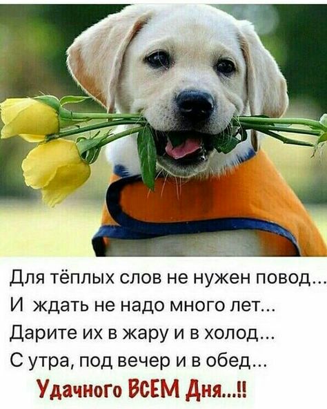 Для тёплых слов не нужен повод И ждать не надо много лет Дарите их в жару и в холод С утра под вечер и в обед Удачного ВСЕМ Дня