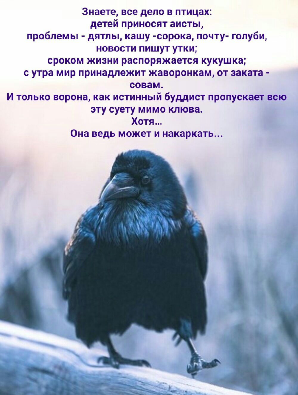 Знаете все дело в птицах детей приносят аисты проблемы дятлы кашу сорока почту голуби новости пишут утки сроком жизни распоряжается кукушка с утра мир принадлежит жаворонкам от заката совам И только ворона как истинный буддист пропускает всю эту суету мимо клюва Хотя Она ведь может и накаркать
