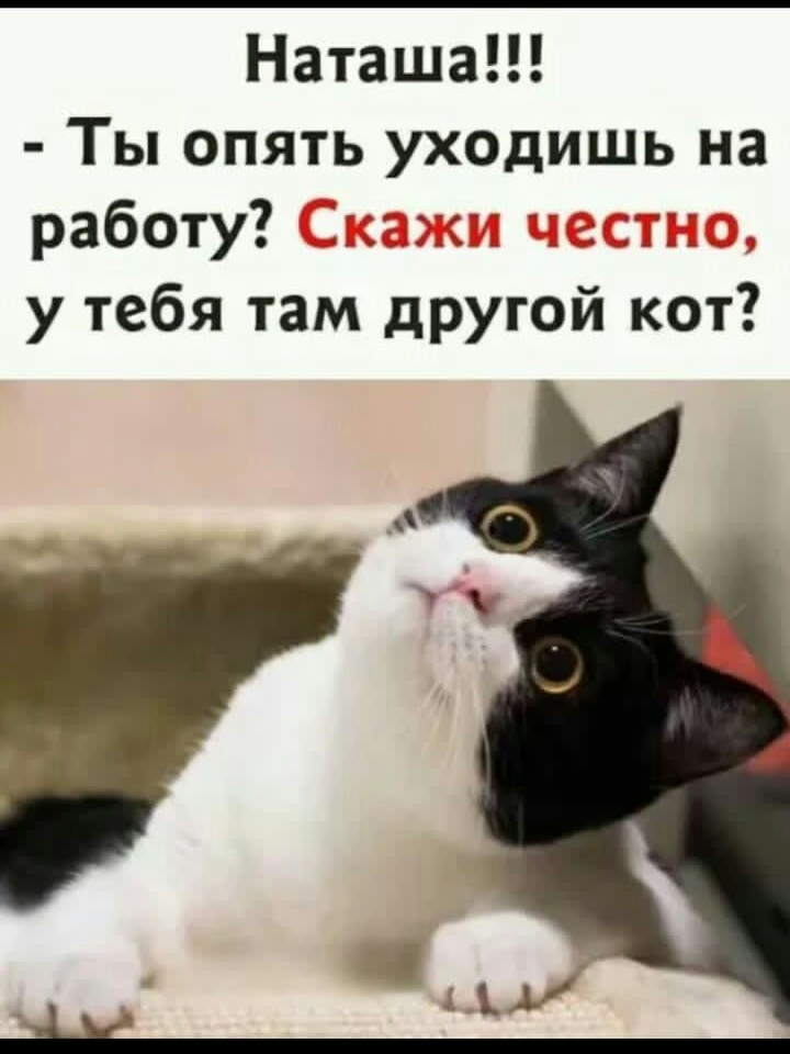 Наташа Ты опять уходишь на работу у тебя там другой кот