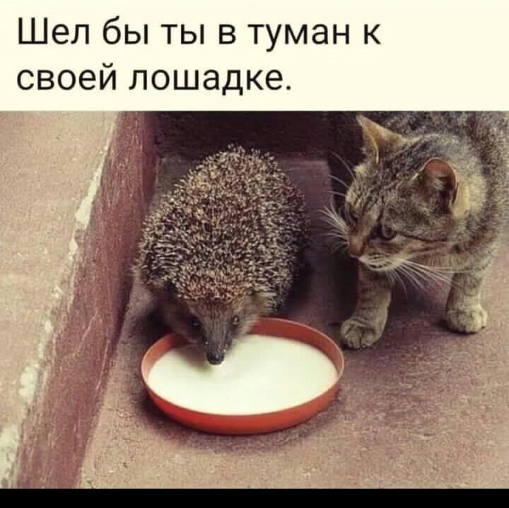 Шел бы ты в туман к своей лошадке