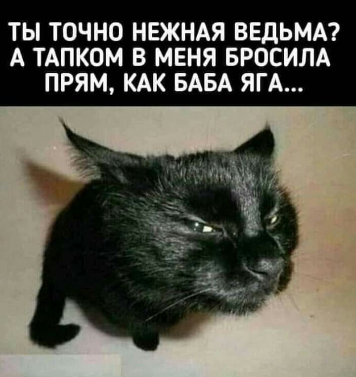 ТЫ ТОЧНО НЕЖНАЯ ВЕДЬМА А ТАПКОМ В МЕНЯ БРОСИЛА ПРЯМ КАК БАБА ЯГА