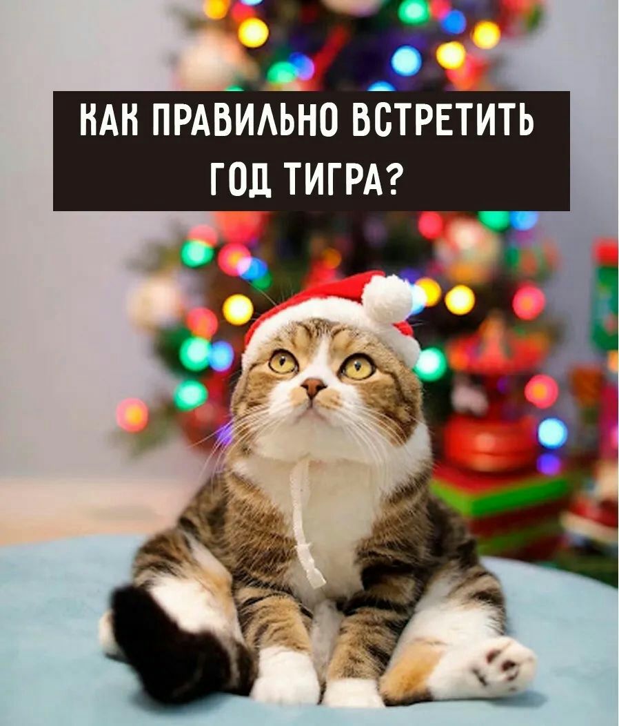 НАН ПРАВИАЬНО ВСТРЕТИТЬ ГОЛ ТИГРА