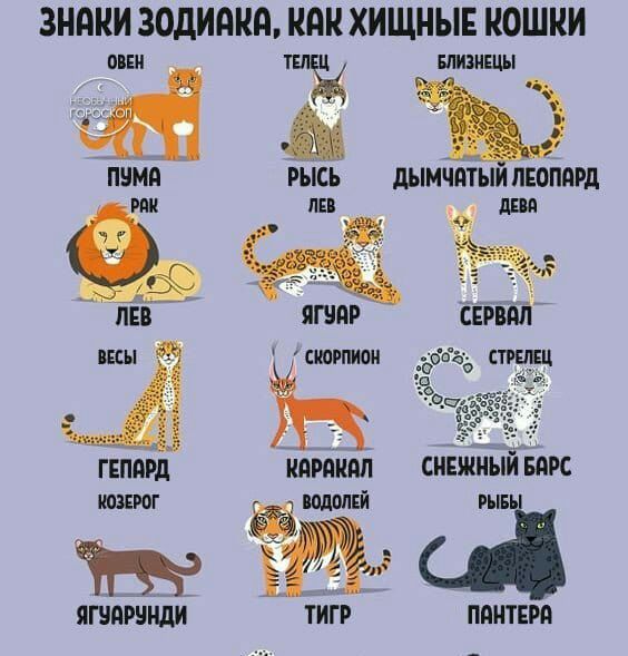 ЗНАКИ ЗОДИПИА ИПК ХИЩНЫЕ КОШКИ ЁпіЁЪЭ РЫСЬ дЫМЧАТЫИ ЛЕОПРРД Ё пн ЯШАР ЩВЁЖ сшгпиои ГЕПдРд ИПРЯИМ СИЕИ ЯШЙРЧИДИ ТИГР ПдИТЕРд