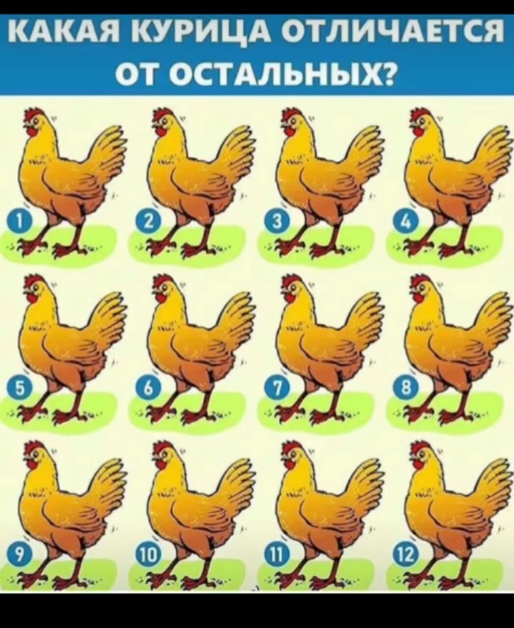 КАКАЯ КУРИЦА ОТЛИЧАЕТСЯ ОТ ОСТАЛЬНЫХЙ