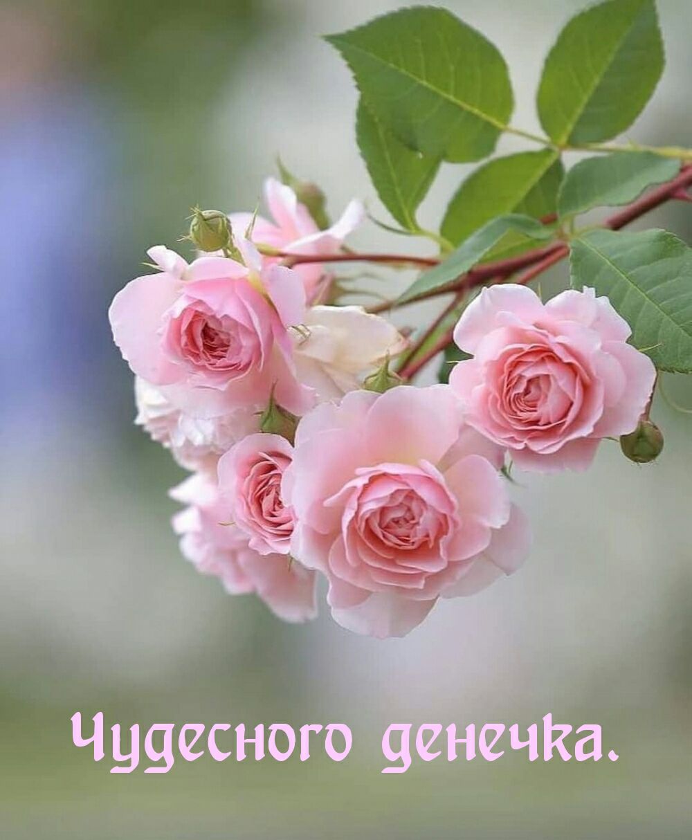 Чудесного енеч