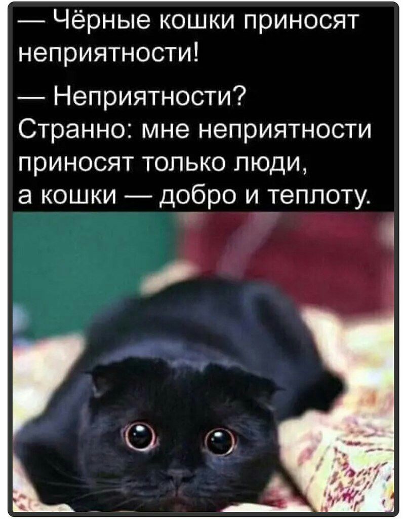 Чёрные кошки приносят неприятности Неприятности Странно мне неприятности приносят только люди а кошки добро и теплоту т ь А