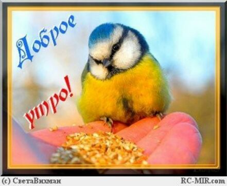 СветаВихман КС МЕсота