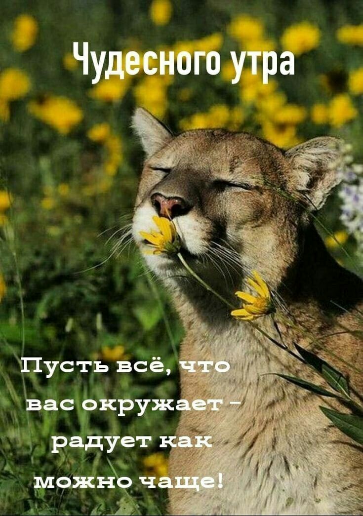 Чудесного утра Пусть всё Вас окруж радует мая 139 ч к А