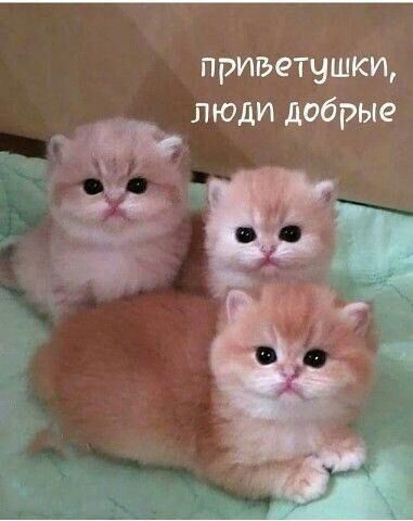приветчшкщ люди добрые
