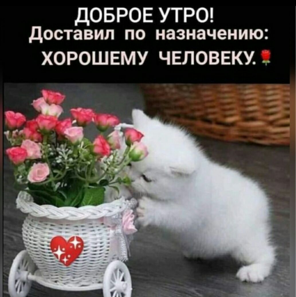 ДОБРОЕ УТРО Доставил по назначению ХОРОШЕМУ ЧЕЛОВЕКУ