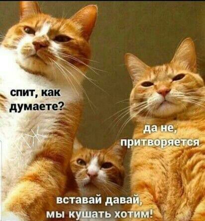 спит как думаете вставай давай мы к5хоіиш