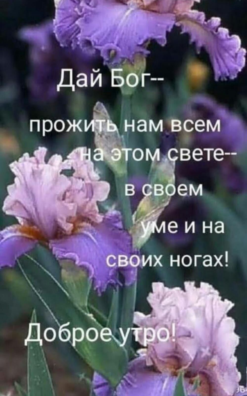 нам Всем _ эйс 37 Дай прож вете