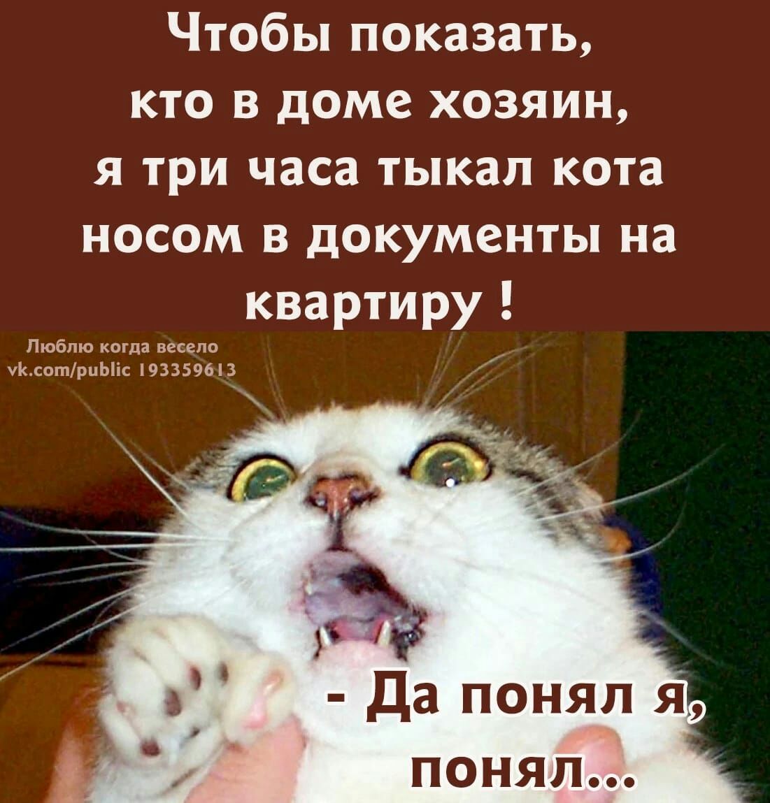 Чтобы показать кто в доме хозяин я три часа тыкап кота носом в документы на  квартиру - выпуск №1549743