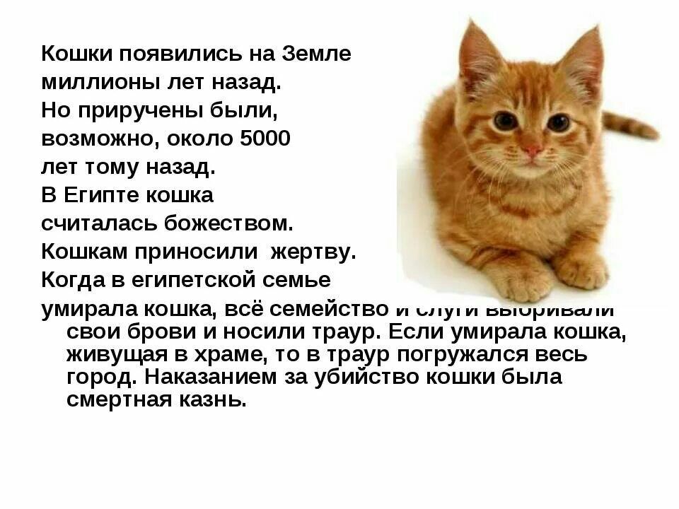 Кошки появились на Земле миллионы на ним Но приручвиы Были возможно около зпоп пы шиу на дд в Египте кошка считалась божесівом кошкам приносили жертву Когда в египешиой семье умирала коим всё семейство шоу свои брови и носили траур Если уииралд кошкд живущая в храме то в тур погружался весь город Наквынием и убииство кашки была смешны шиь