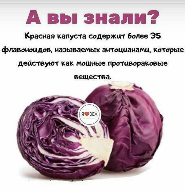 А вы знали Красная капуста содчгжкп более 35 физикам называемых тшчаиамц тиры деи към как машине тыщаковые