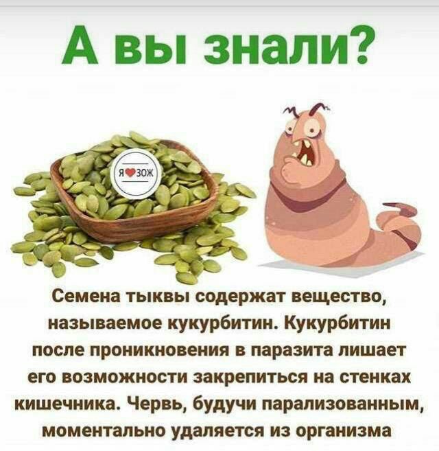 А вы знали ці и Семена тыквы содержат вещества называемое кукурбитии Кукурбитин после проникновения паразита лишает его возможности закрепиться на стенках кишечника Червь будучи парапизованным моментально удаляется из организма