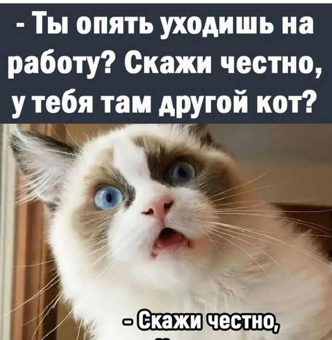 Ты опять уходишь на работу Скажи честно тебя там АРУгой кот