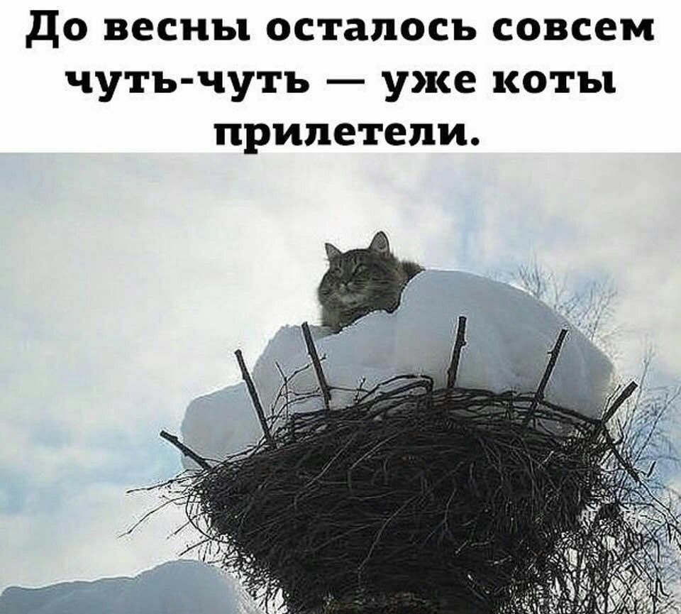 до весны осталось совсем чуть чуть уже коты прилетели