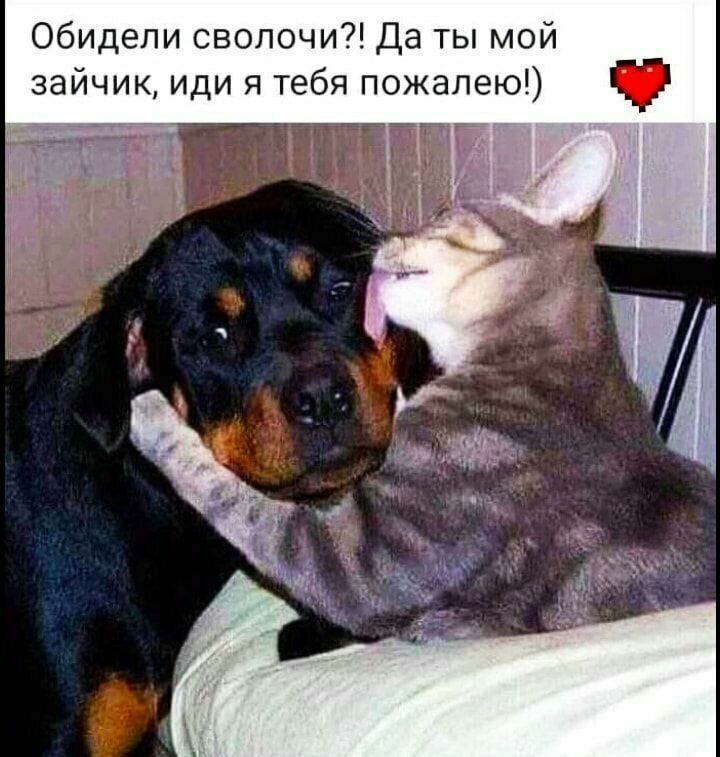 обидели сволочи Да ты мой зайчик иди я тебя пожалею