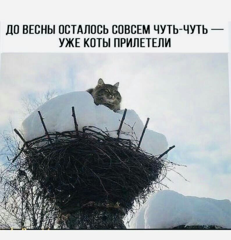 ЦО ВЕСНЫ ОСТАЛОСЬ СОВСЕМ ЧУТЬ ЧУТЬ УЖЕ КОТЫ ПРИПЕТЕЛИ