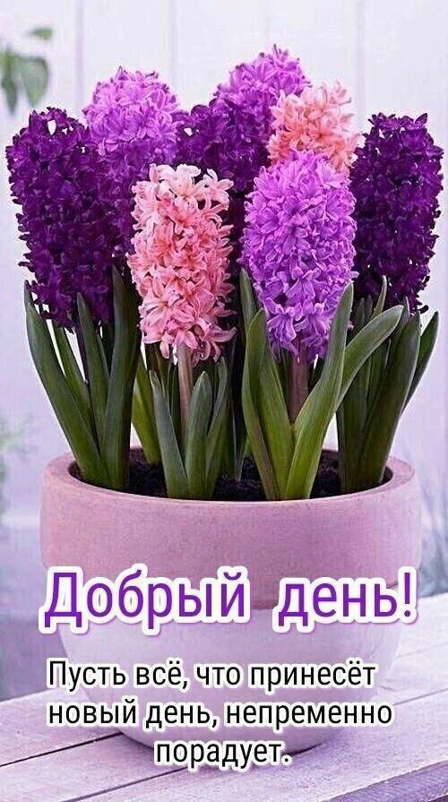 Пусть всё что принесёт новый день непременно ПОРЁДУСТ А
