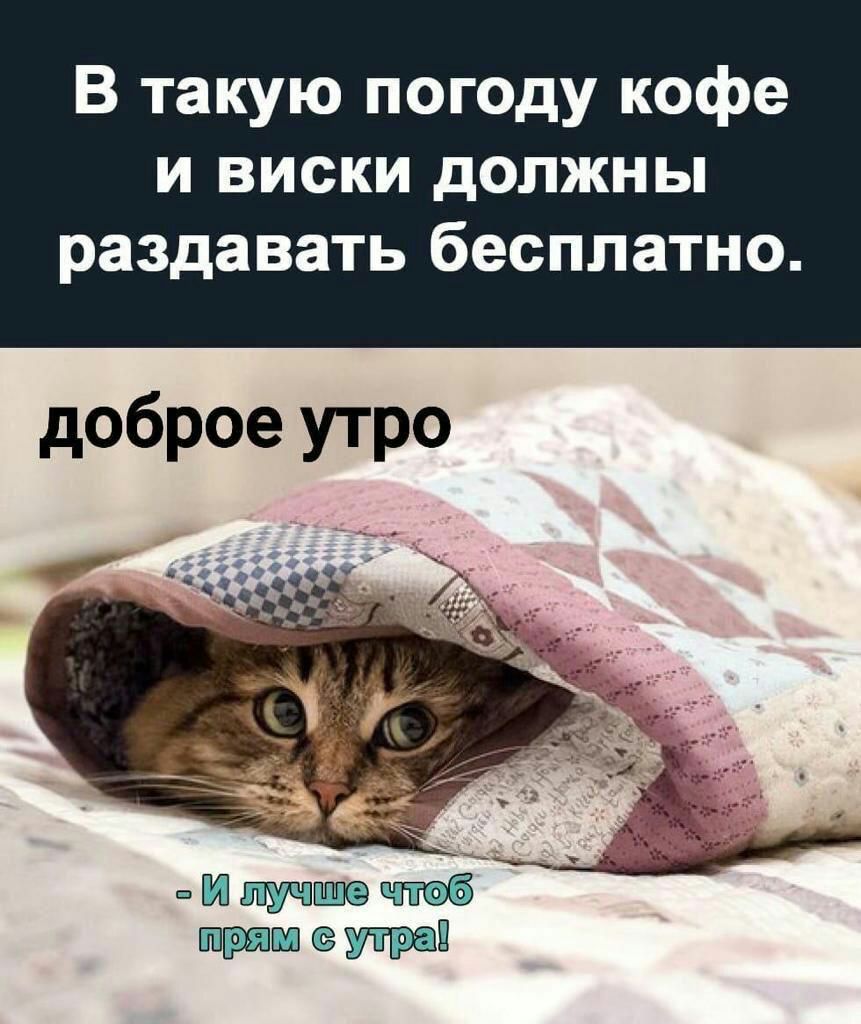 В такую погоду кофе и виски должны раздавать бесплатно доброе утро