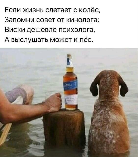 Если жизнь слетает с колёс Запомни совет от кинолога Виски дешевле психолога А выслушать может и пёс