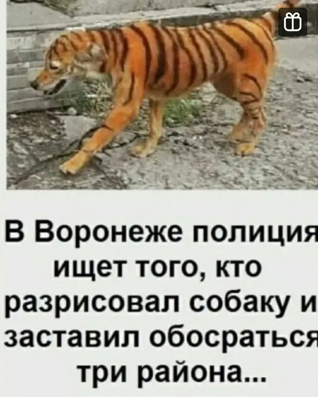 В Воронеже полиция ищет того кто разрисовал собаку и заставил обосраться три района