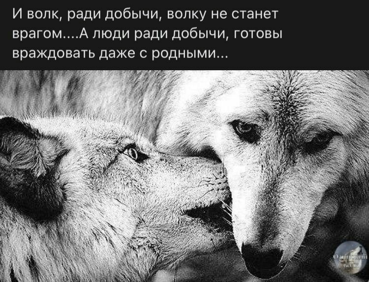 И волк ради добычи волку не станет врагом люди ради добычи готовы враждовать даже с родными