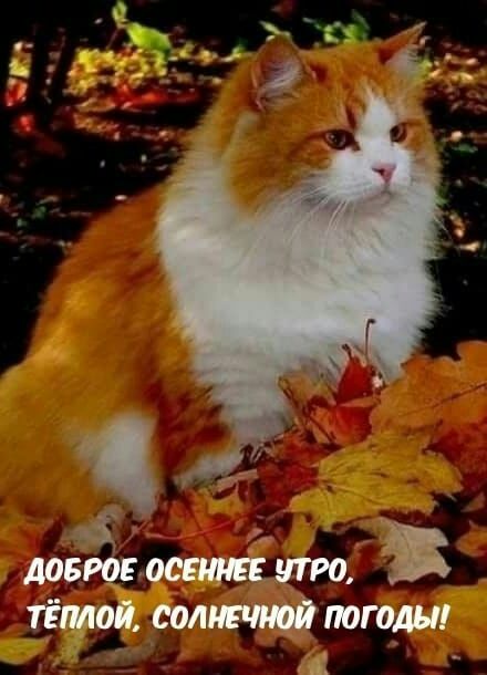 ці лови утро тёщи сол погоди