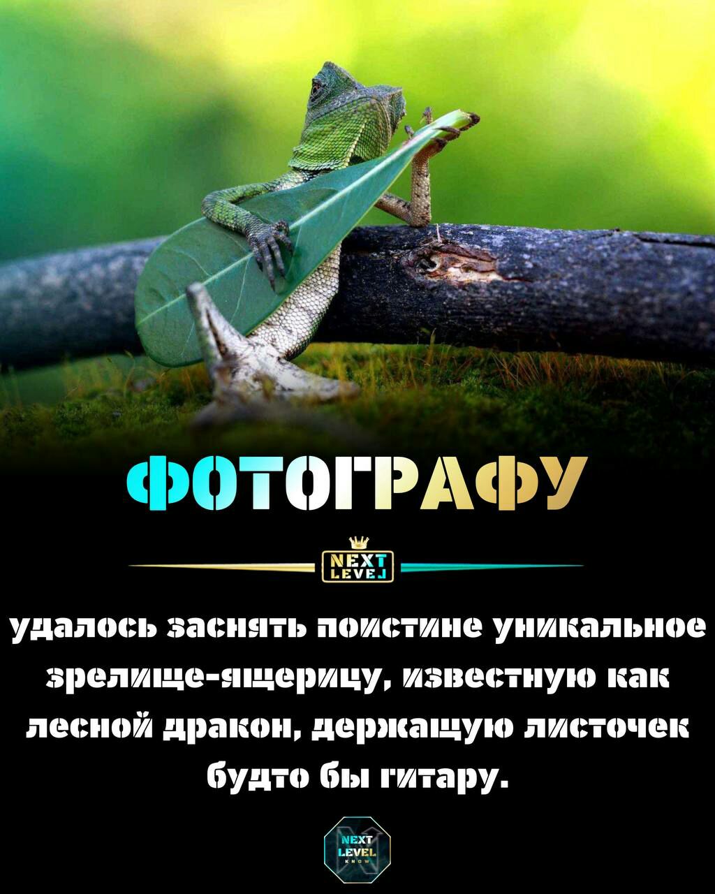 шТШРі ііУ удались заснять поистине уникальное репище нншрицу известную как лесной диакон детиащую ниш очен будто Бы гитару