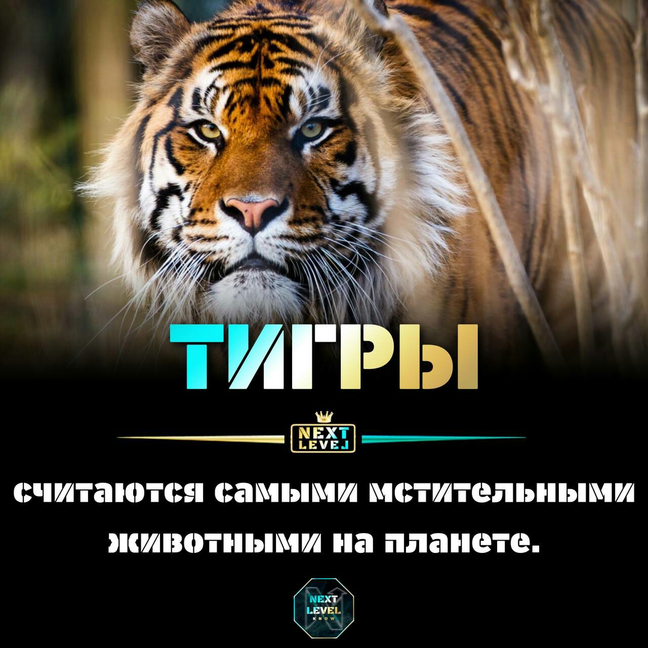 ИГРЫ считаются СПИЬПЛИ ИСППЁПЬИММИ ЖИВЦППЪПЛИ на планете