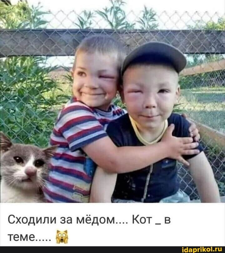 Сходили за мёдом Кот _ в теме