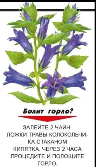 Болит горло нр ЗАЛЕЙТЕ 2 ЧАЙН ЛОЖКИ ТРАВЫ КОЛОКОЛЬЧИ КА СТАКАНОМ КИПЯТКА ЧЕРЕЗ 2 ЧАСА ПРОЦЕДИТЕ И ПОЛОЩИТЕ ГОРЛО