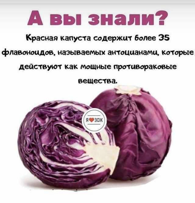 А вы знали Красная капуста содержит более 35 флавоноидов называемых антоцианами которые действуют как мощные противораковые